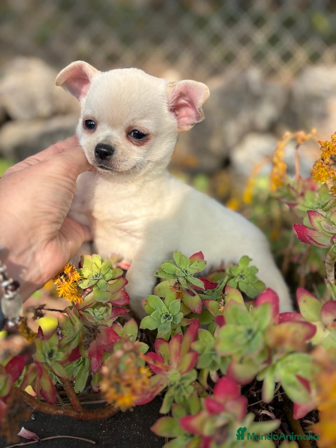 Chihuahua perros en venta: Chihuahua toy pelo corto!!! - Anuncio 4