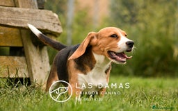 Beagle perros en venta: Beagle Disponible: Energía, Lealtad y Alegría 🎯 en Burgos - Imagen 3