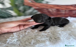 Caniche Toy perros en venta: CANICHE TOY HEMBRA - Imagen 5