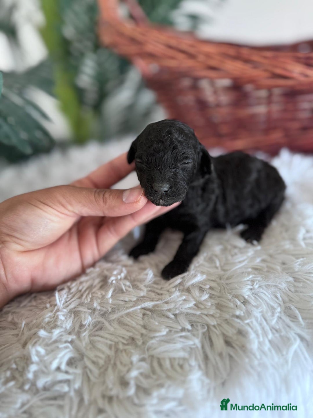 Caniche Toy perros en venta: CANICHE TOY HEMBRA - Imagen 5