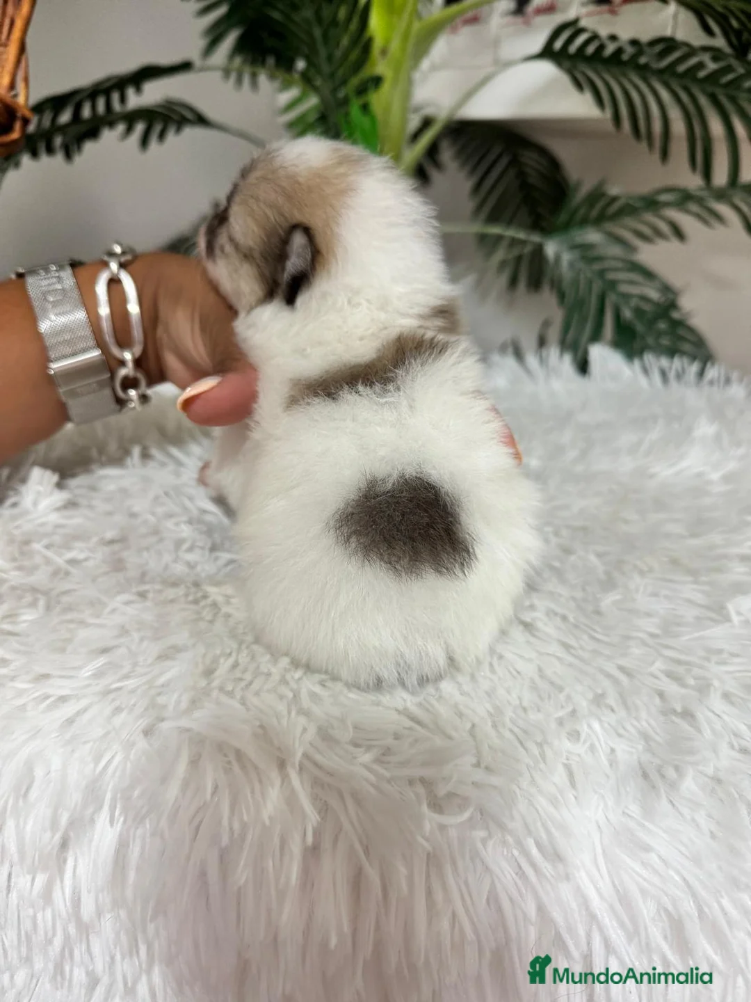 Pomerania perros en venta: POMERANIA - Anuncio 9