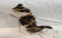 Maine Coon gatos en venta: Maine Coon Hembras - Imagen 21