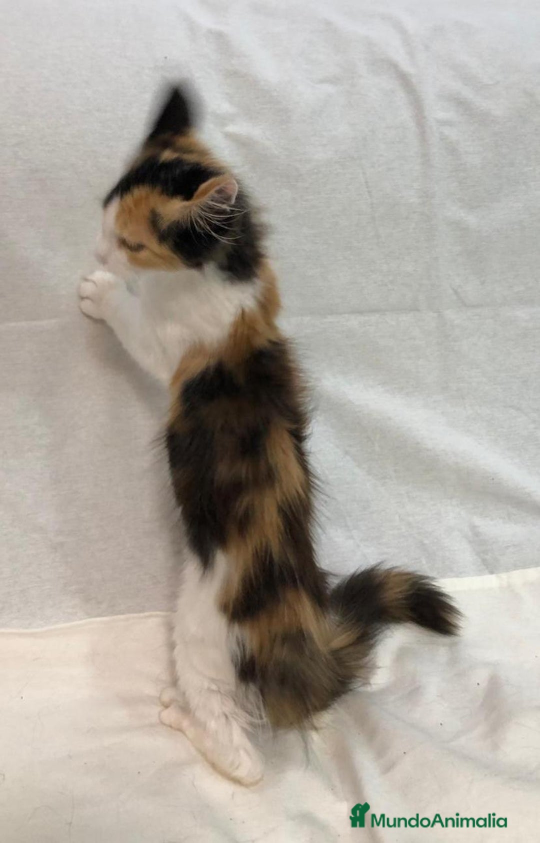 Maine Coon gatos en venta: Maine Coon Hembras - Imagen 21