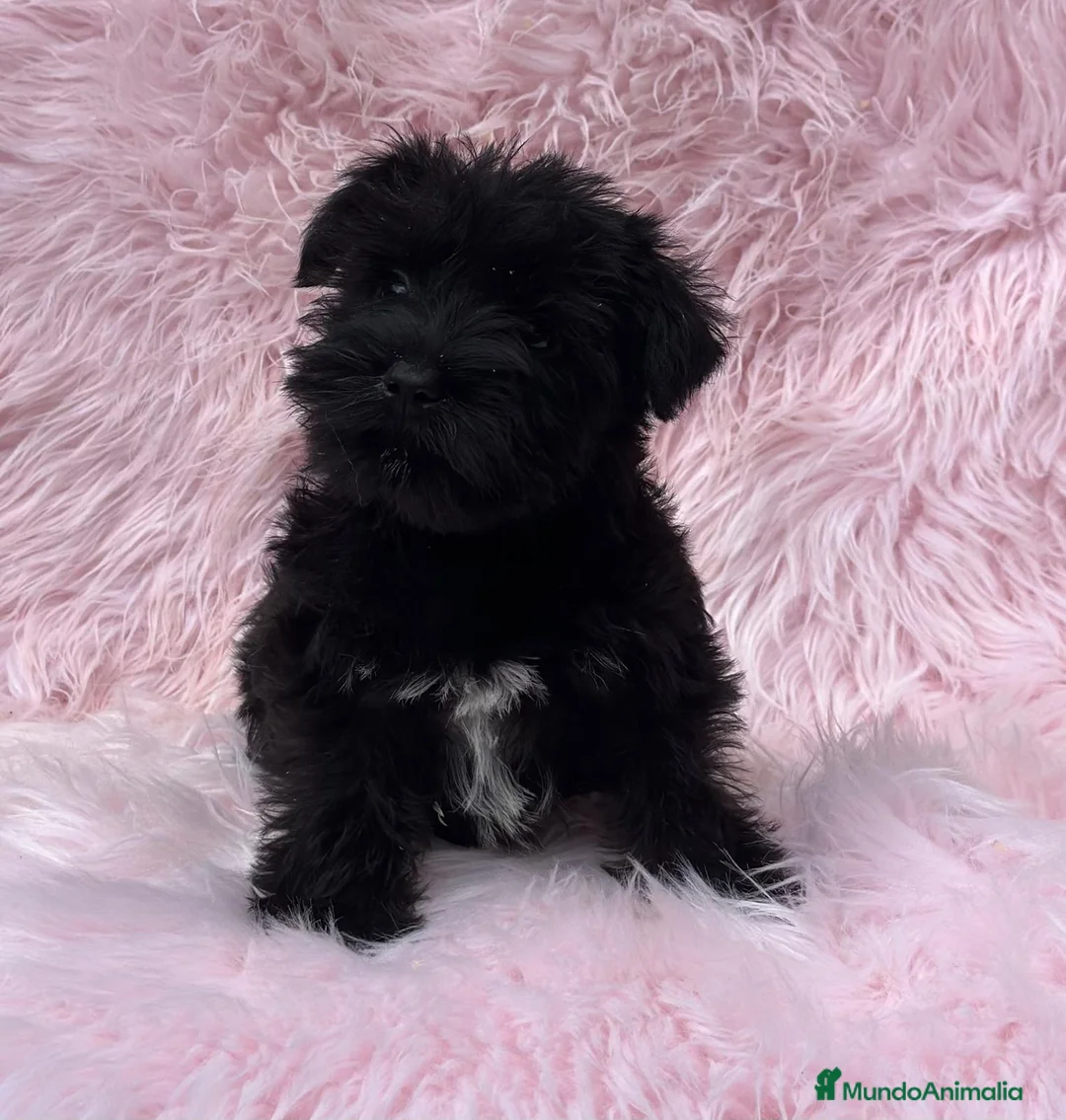 Schnauzer Miniatura perros en venta: Schnauzer miniatura  en Barcelona - Anuncio 2