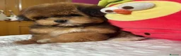 Maltipoo perros en venta: Maltipoo Maltipoo toy tonalidades chocolates.  - Anuncio 2