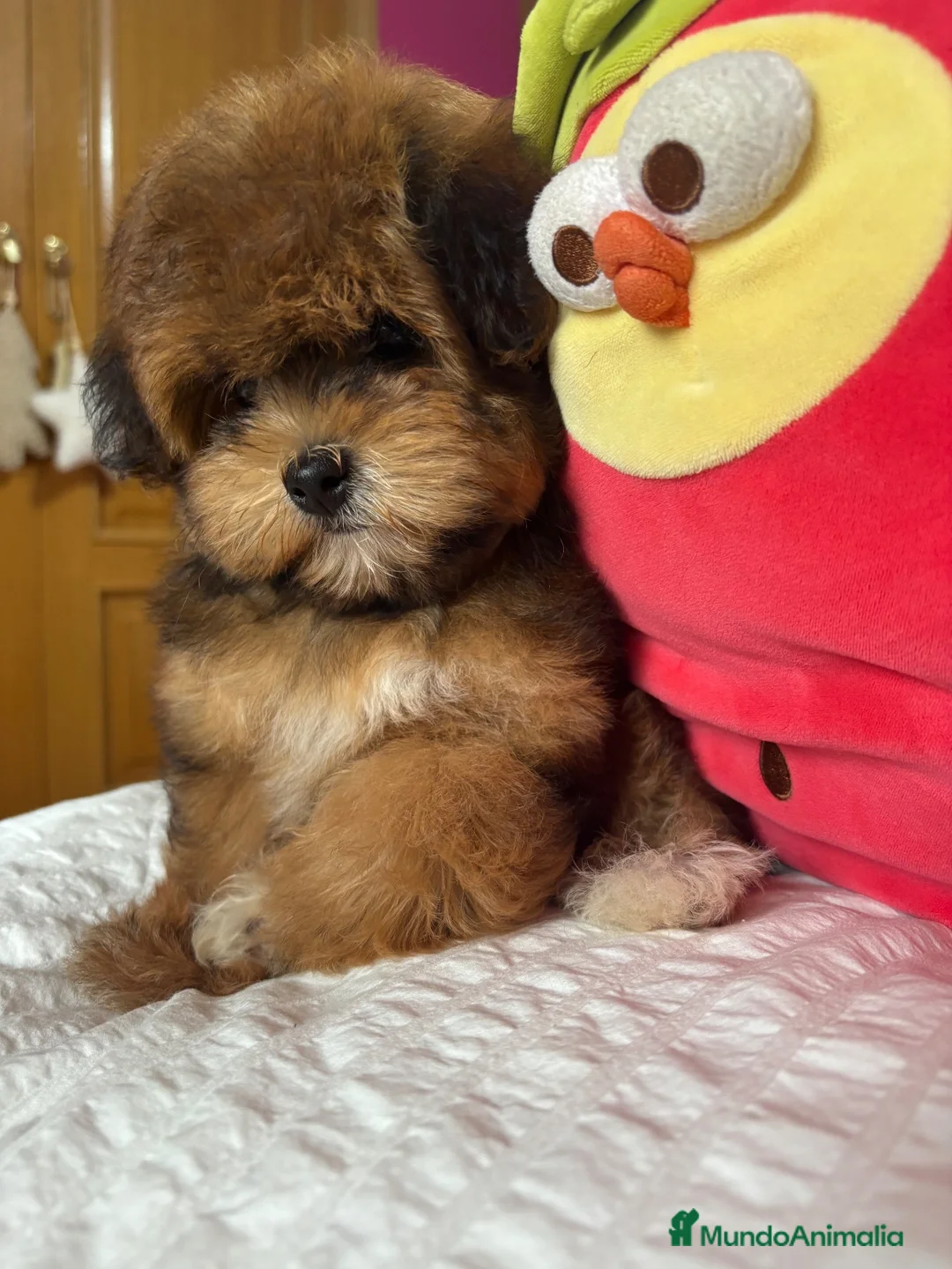Maltipoo perros en venta: Maltipoo Maltipoo toy tonalidades chocolates.  - Anuncio 2