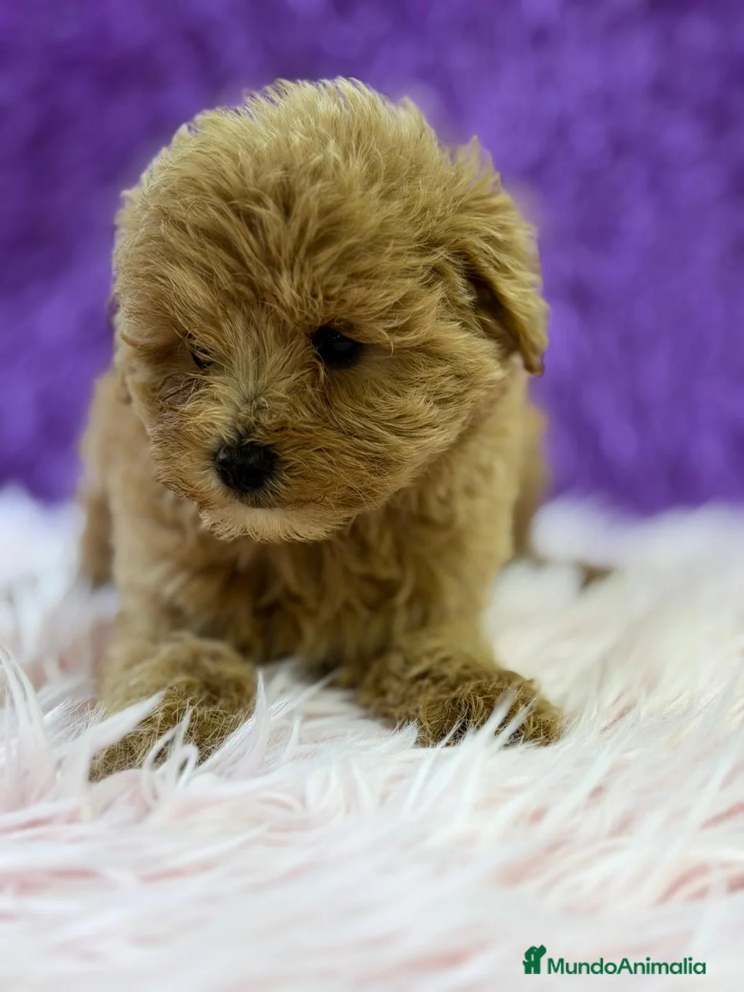 Maltipoo perros en venta: MALTIPOO APRICOT - Anuncio 10