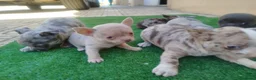 Chihuahua perros en venta: Chihuahuas Toy colores exóticos  en Córdoba - Anuncio 5