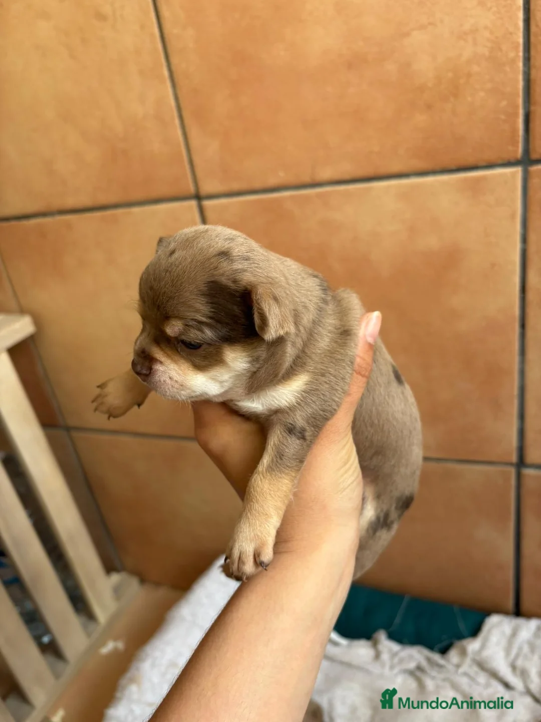 Chihuahua perros en venta: Chihuahua chocomerle hembra🐶🐾 - Anuncio 2