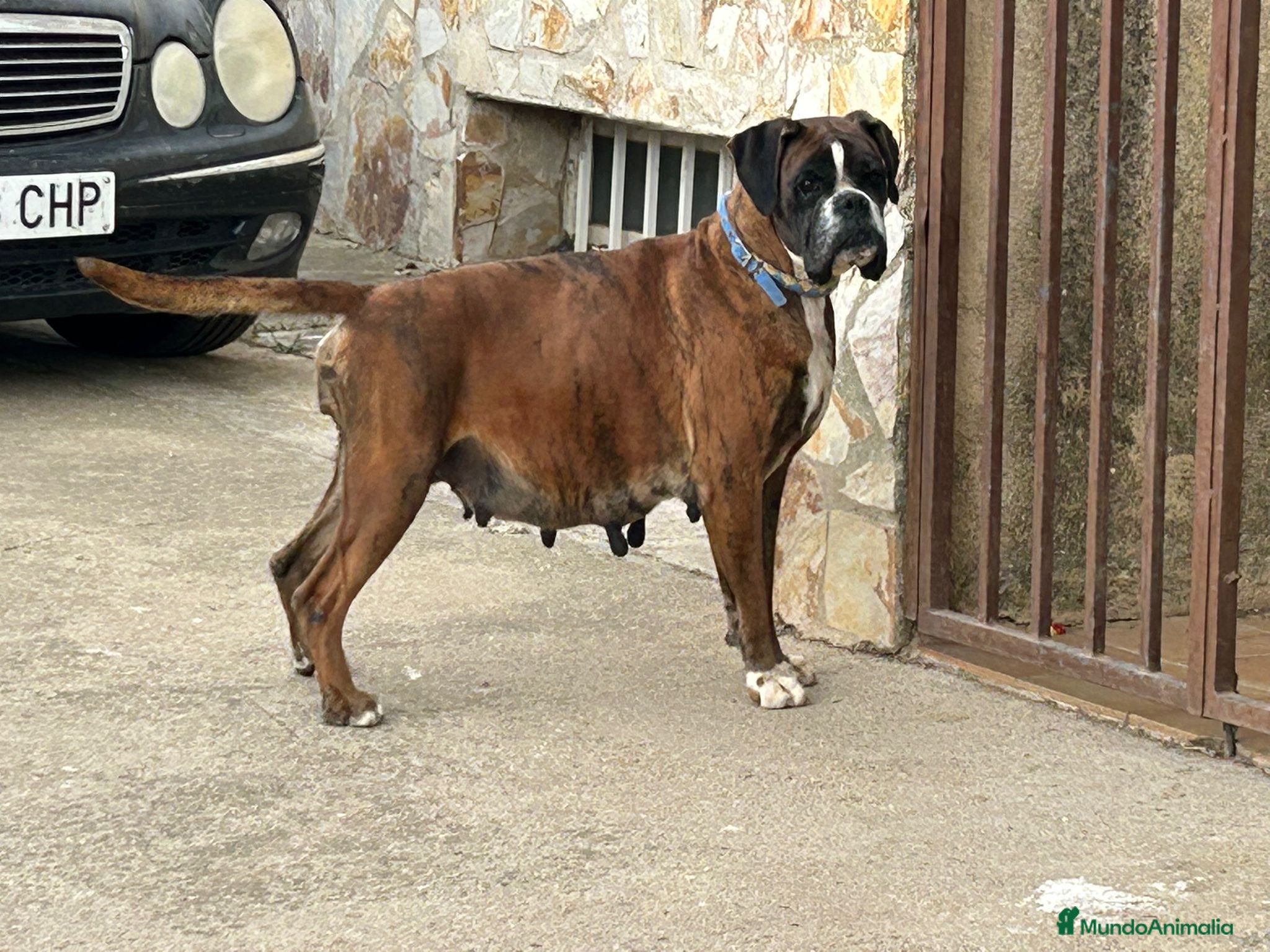 Boxer perros Camada de boxer  - Anuncio 1