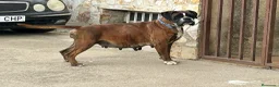 Boxer perros en venta: Camada de boxer  - Anuncio 1