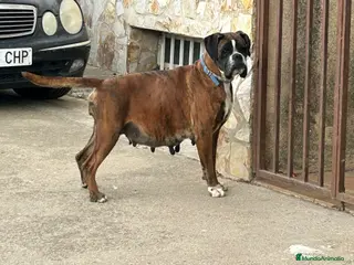 Boxer perros Camada de boxer - Anuncio 1