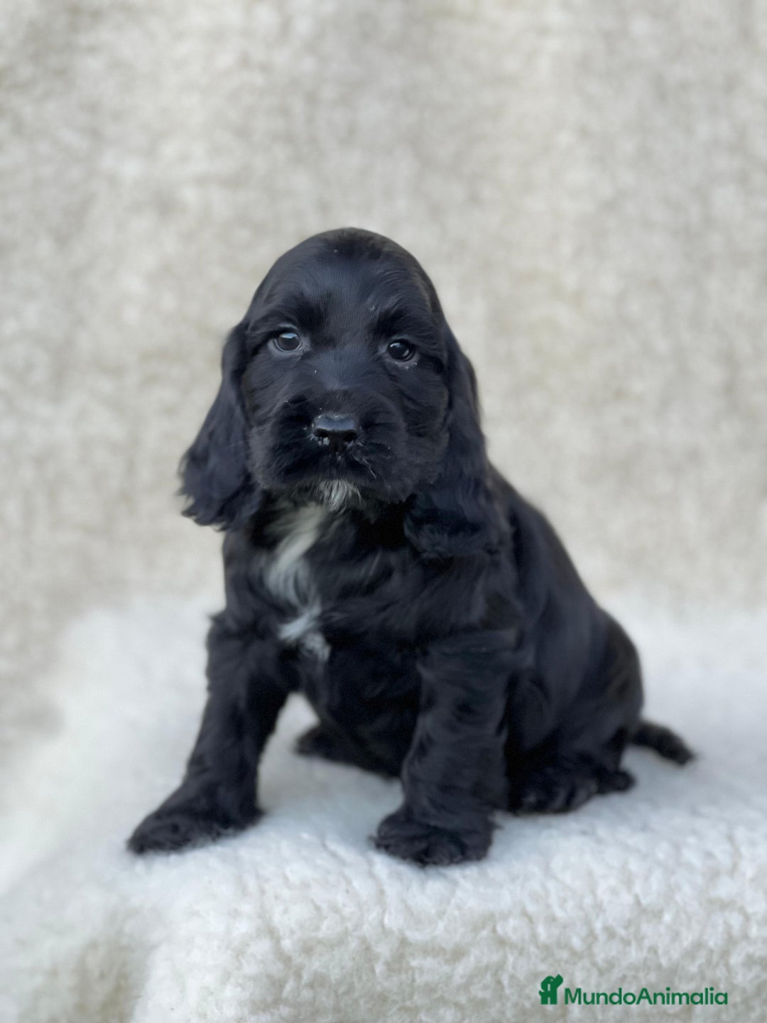 Cocker Spaniel Inglés perros en venta: Cocker spaniel  - Imagen 1