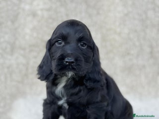 Cocker Spaniel Inglés perros - Anuncio 1
