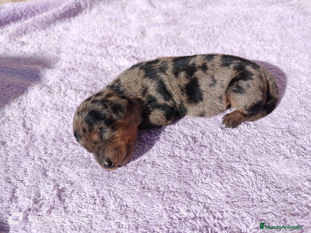 Teckel Miniatura perros en venta: Disponibles cachoros de teckel arlequines  - Anuncio 7