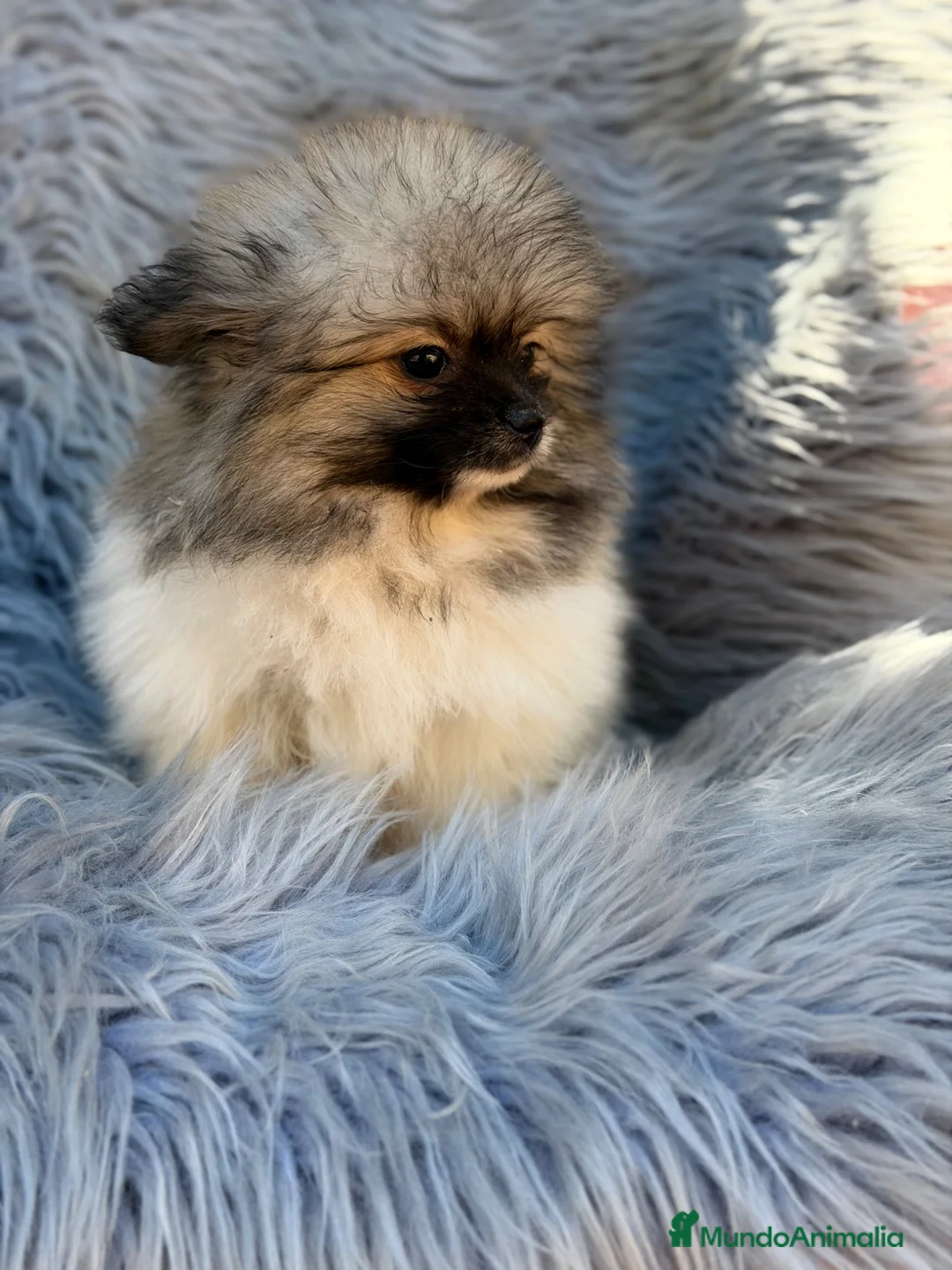 Pomerania perros en venta: Pomerania Toy   - Anuncio 2