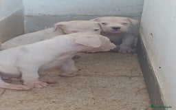 Dogo Argentino perros en venta: ULTIMA HEMBRA DOGO ARGENTINO  - Imagen 1