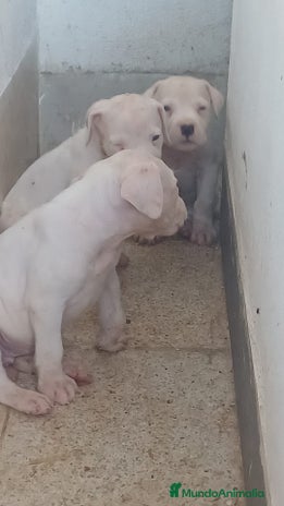 Dogo Argentino perros - Anuncio 1