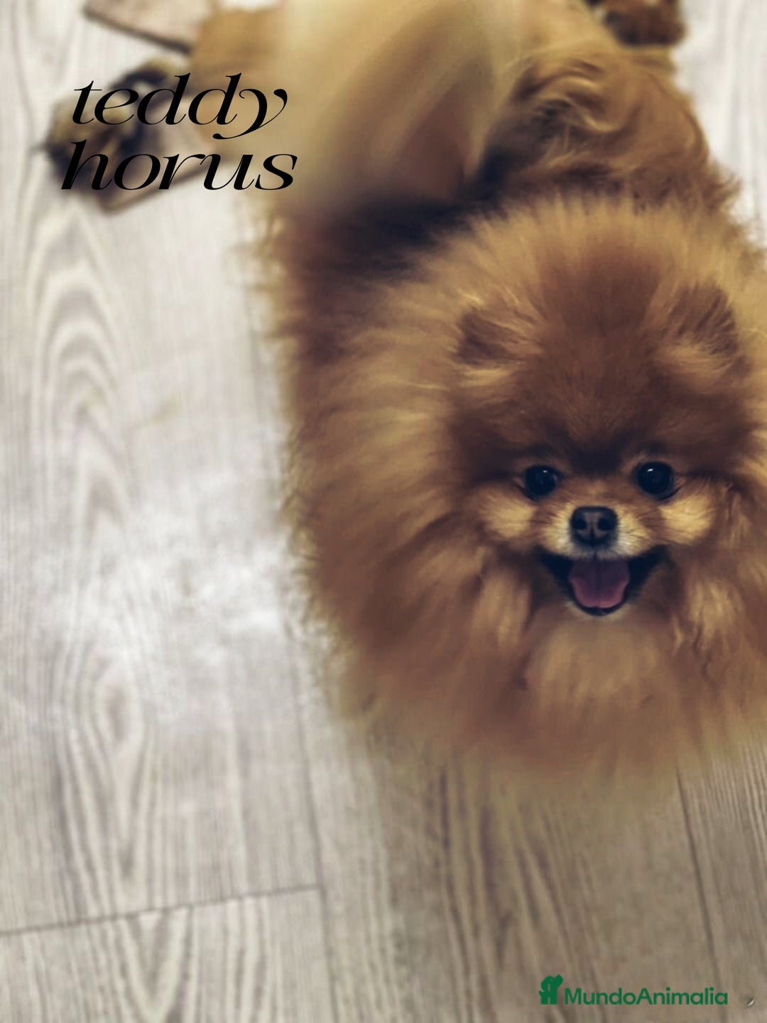 Pomerania perros en venta: ⚜️Pomerania ositos Boo toy - Imagen 3