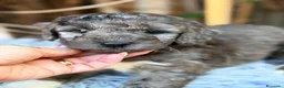 Caniche Mediano perros en venta: Caniche mediano - Anuncio 1