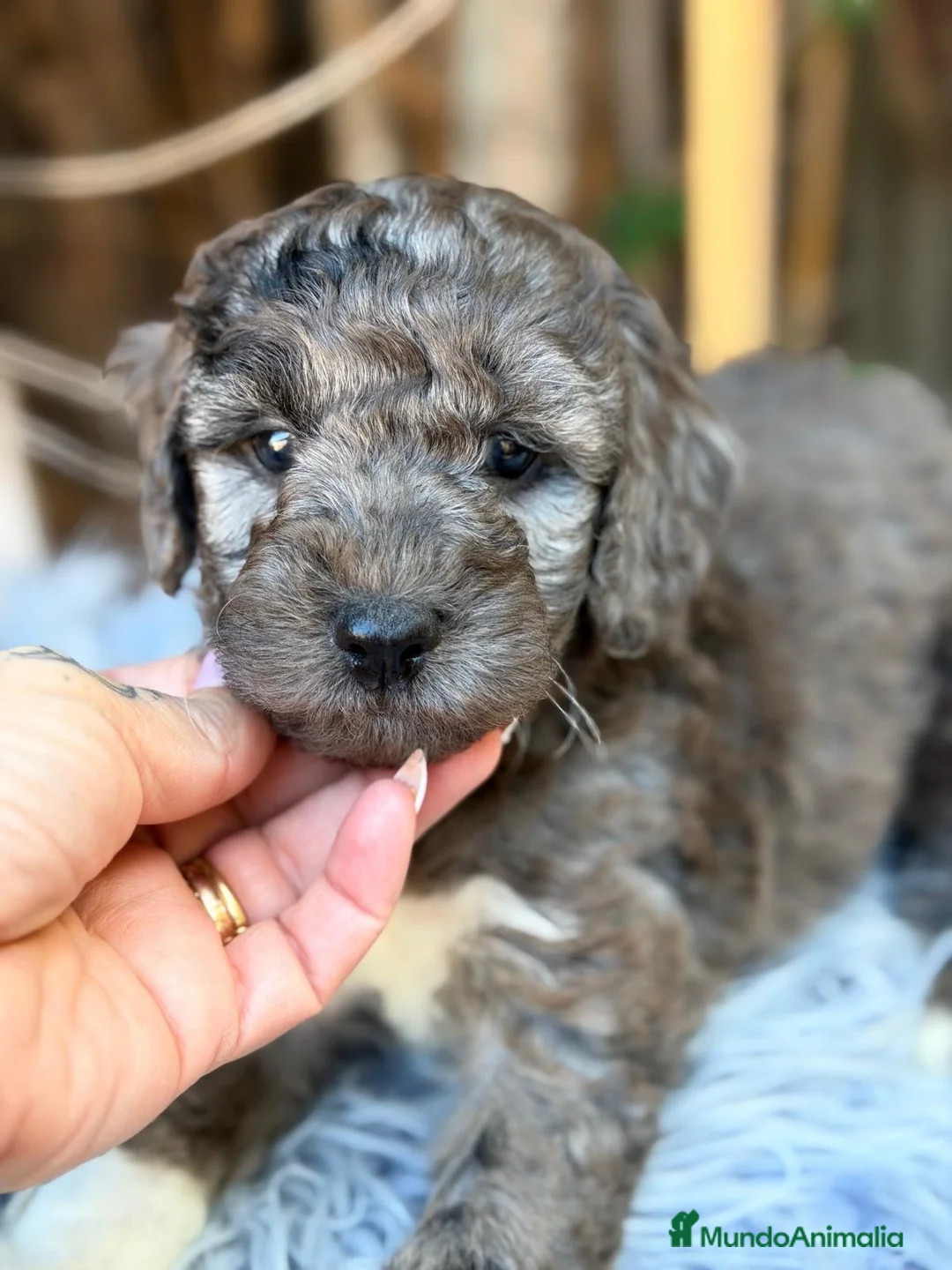Caniche Mediano perros en venta: Caniche mediano - Anuncio 1
