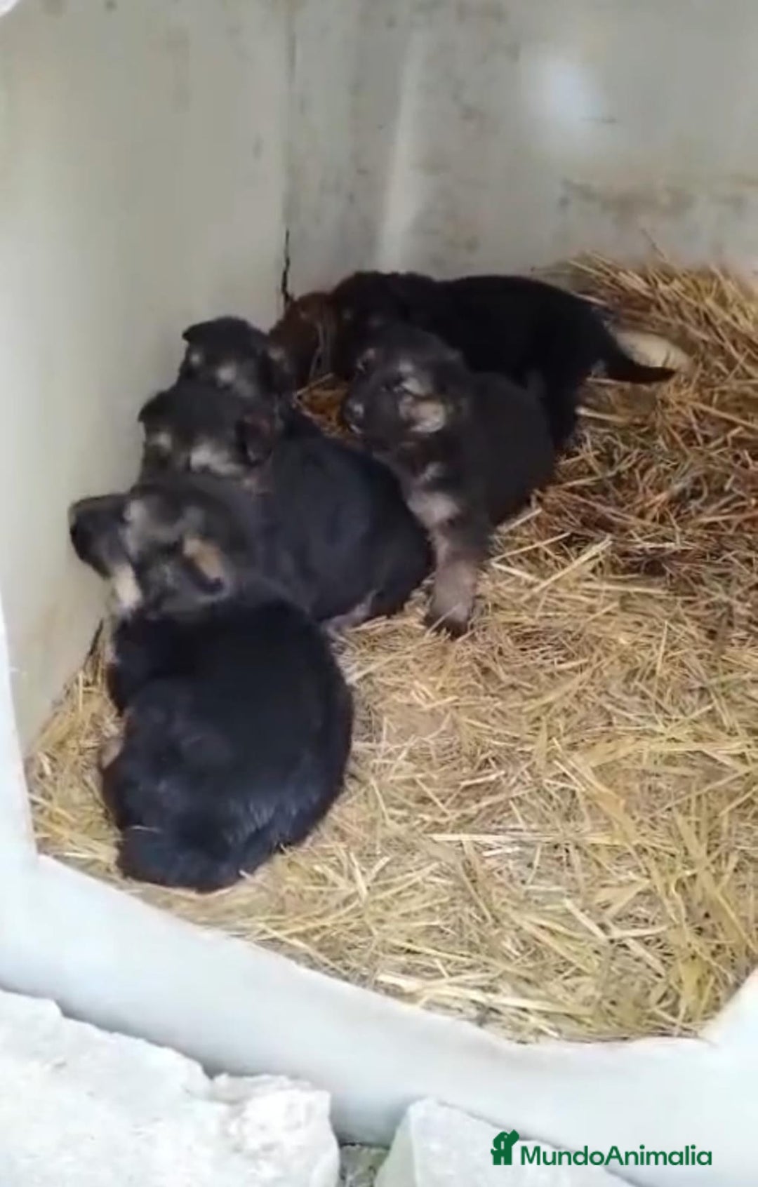 Pastor Alemán perros en venta: Pastor alemán  - Anuncio 3