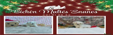 Bichón Maltés Cachorro 10