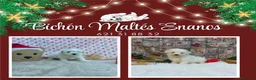 Bichón Maltés perros en venta: PRECIOSOS BICHON MALTES  LINEA TOY - Anuncio 3
