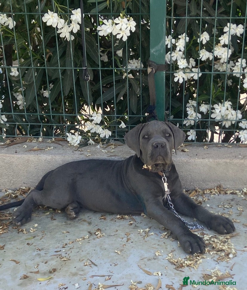 Cane Corso perros Cachorro de cane corso  - Anuncio 7