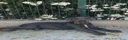 Cane Corso perros en venta: Cachorro de cane corso  - Anuncio 1