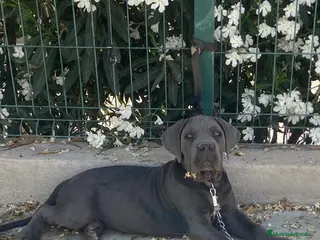 Cane Corso perros Cachorro de cane corso - Anuncio 1