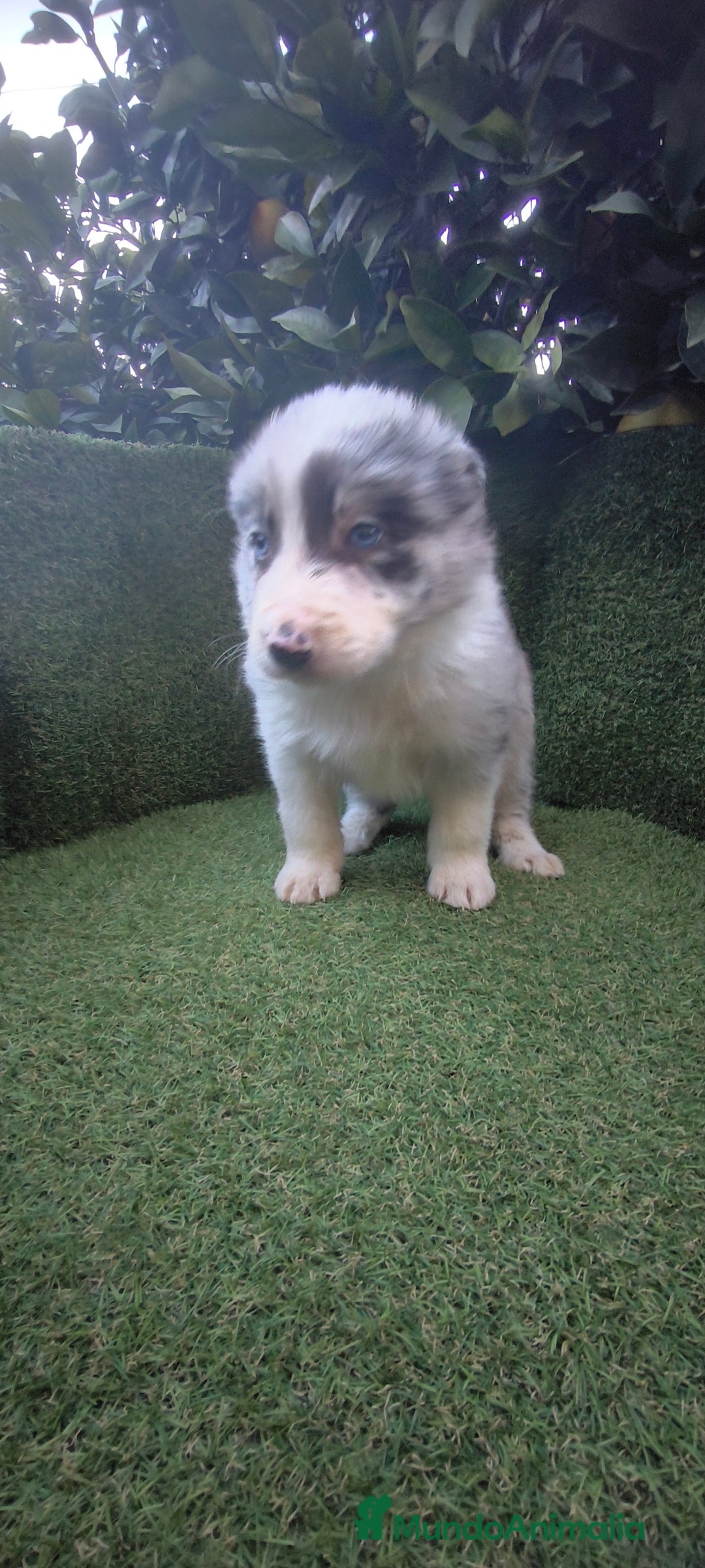 Border Collie perros en venta: border collie blue merle y blancos y negros  - Anuncio 5