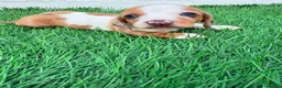 Teckel Miniatura perros en venta: Teckel miniatura tri merle choco blanco - Anuncio 3