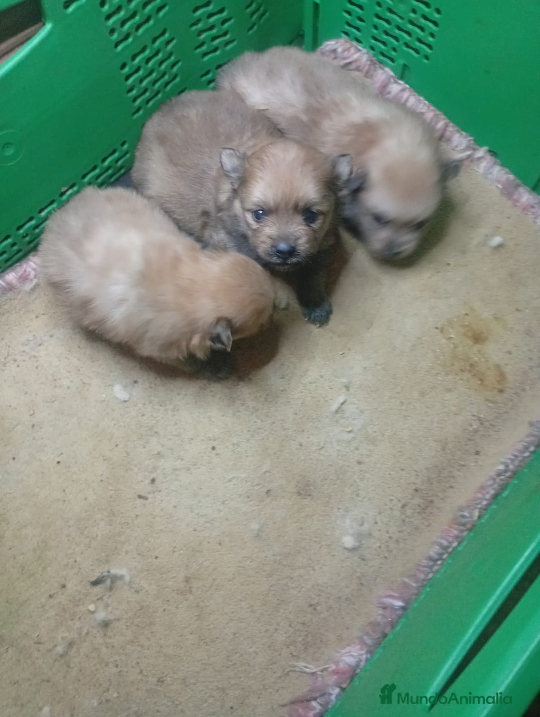 Pomerania perros en venta: LULU POMERANIA MINIS - Imagen 6
