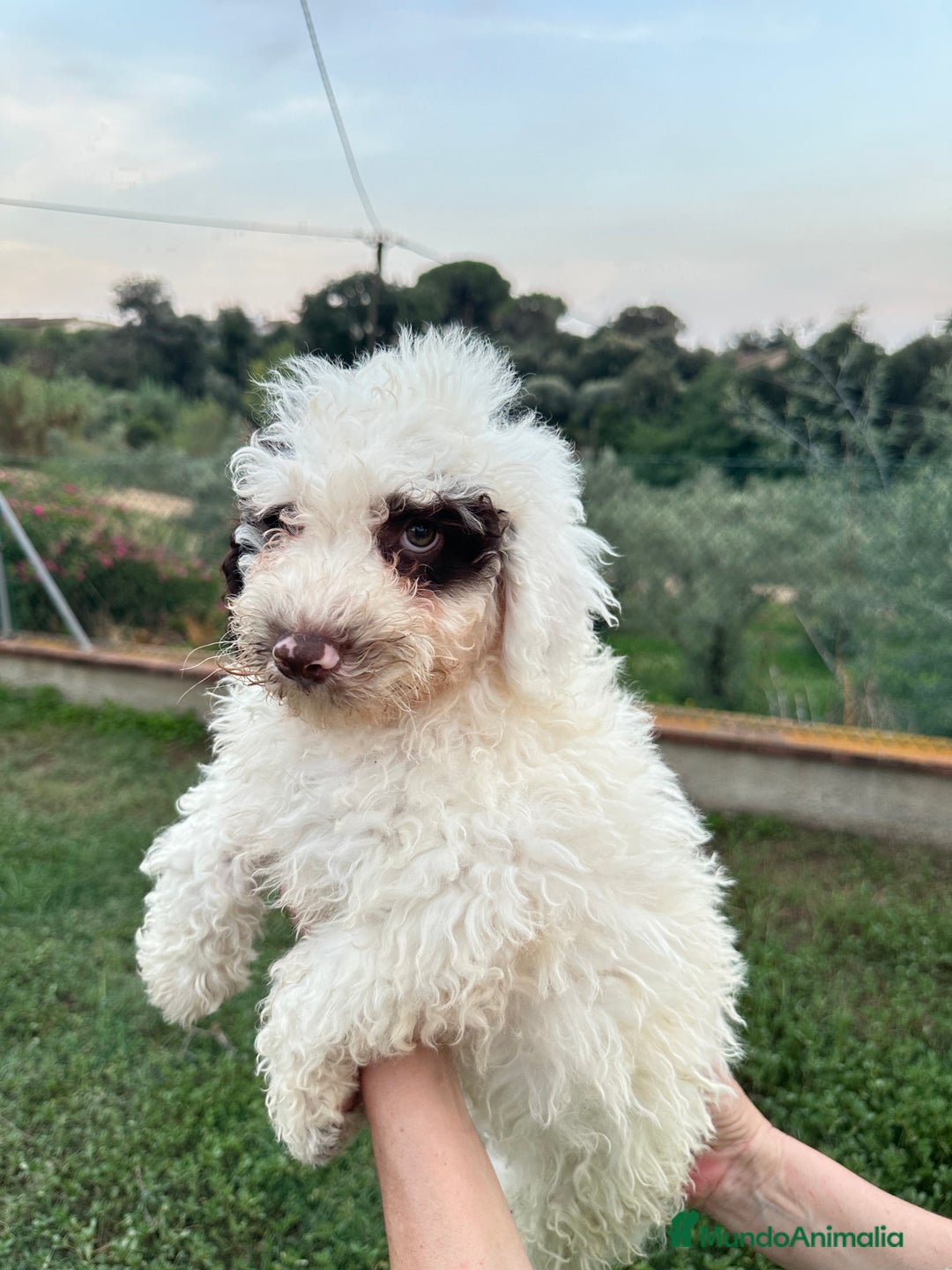 Perro de Agua Español perros en venta: Perro de Agua - Imagen 1
