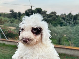 Perro de Agua Español perros - Anuncio 16