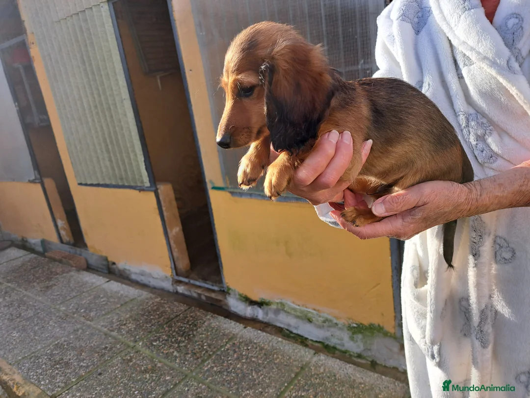 Teckel Miniatura perros en venta: Teckel miniatura de pelo largo  - Anuncio 2