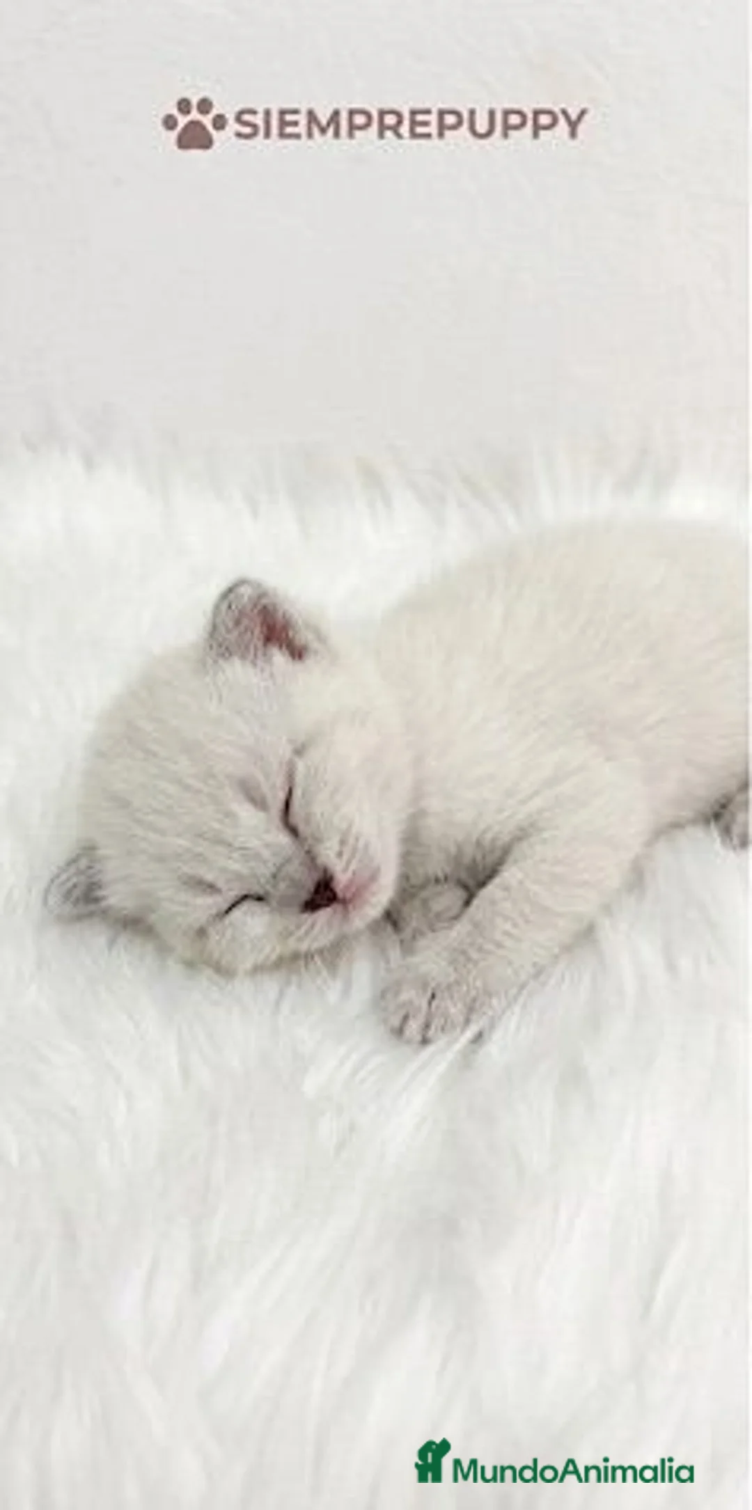 Británico de Pelo Corto gatos en venta: BRITISH SHORTHAIR BLANCO - Anuncio 2