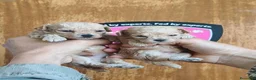 Maltipoo perros en venta: Camada de Maltipo  - Anuncio 1