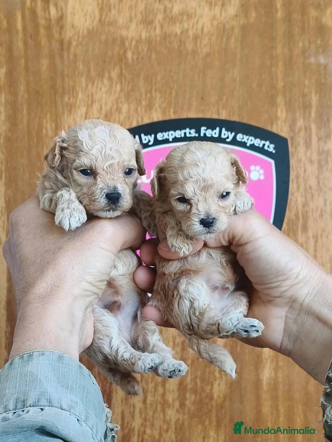 Maltipoo perros en venta: Camada de Maltipo  - Anuncio 1