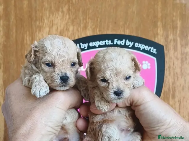 Maltipoo perros en venta: Camada de Maltipo - Anuncio 1