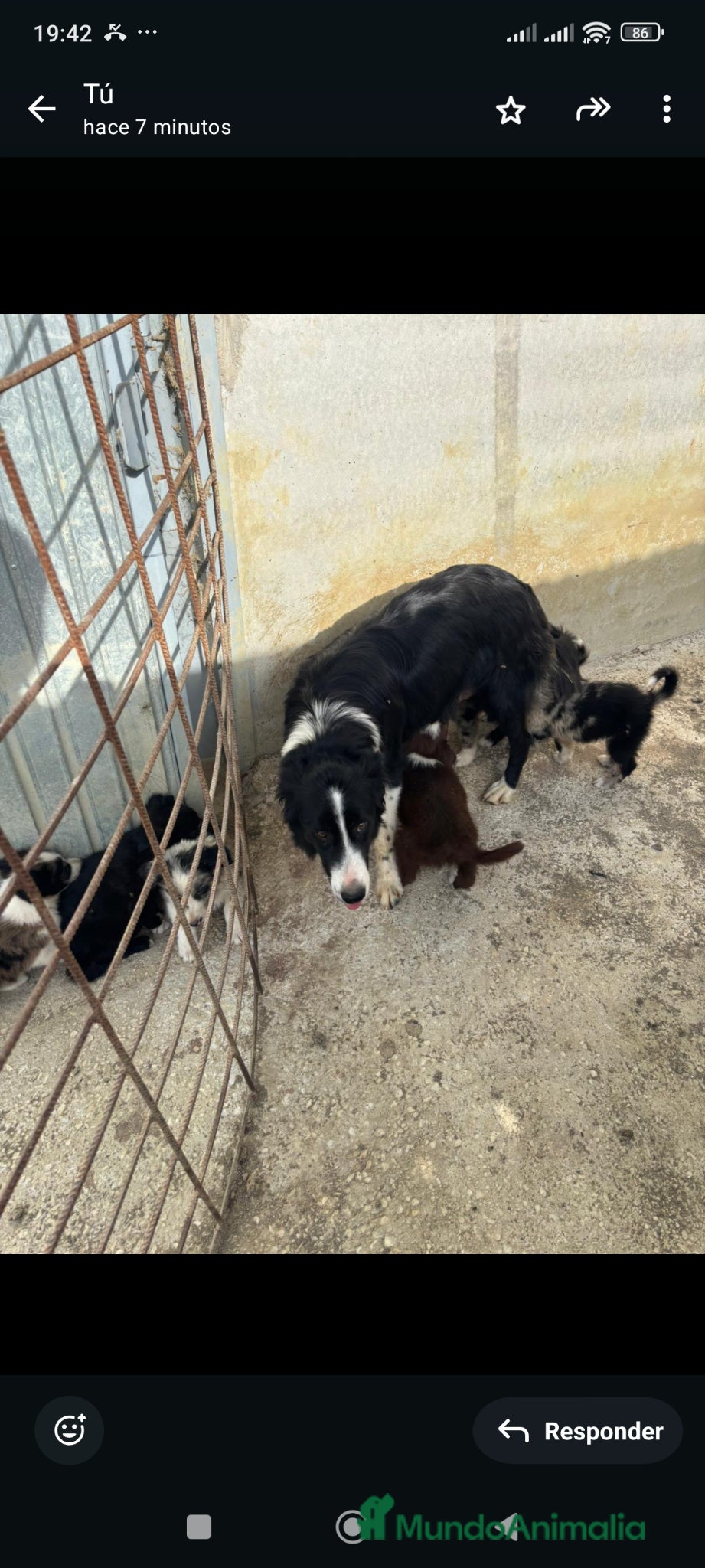 Border Collie perros Border collie  - Anuncio 1