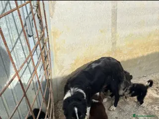 Border Collie perros Border collie - Anuncio 12