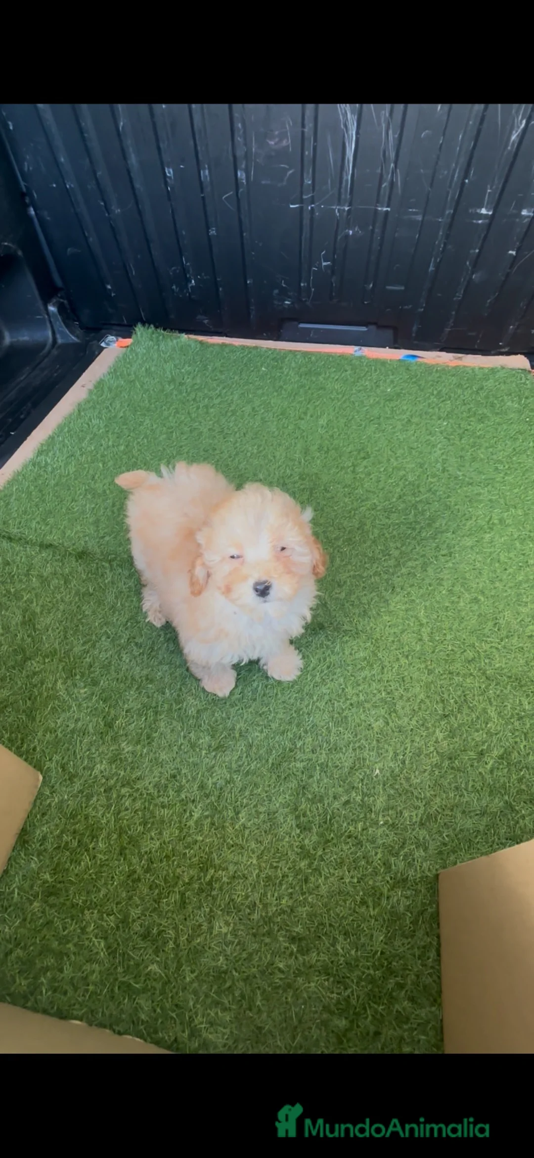 Caniche Toy perros en venta: caniche toy apricot - Anuncio 1