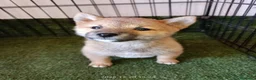 Shiba Inu perros en venta: SHIBA INU - Anuncio 1