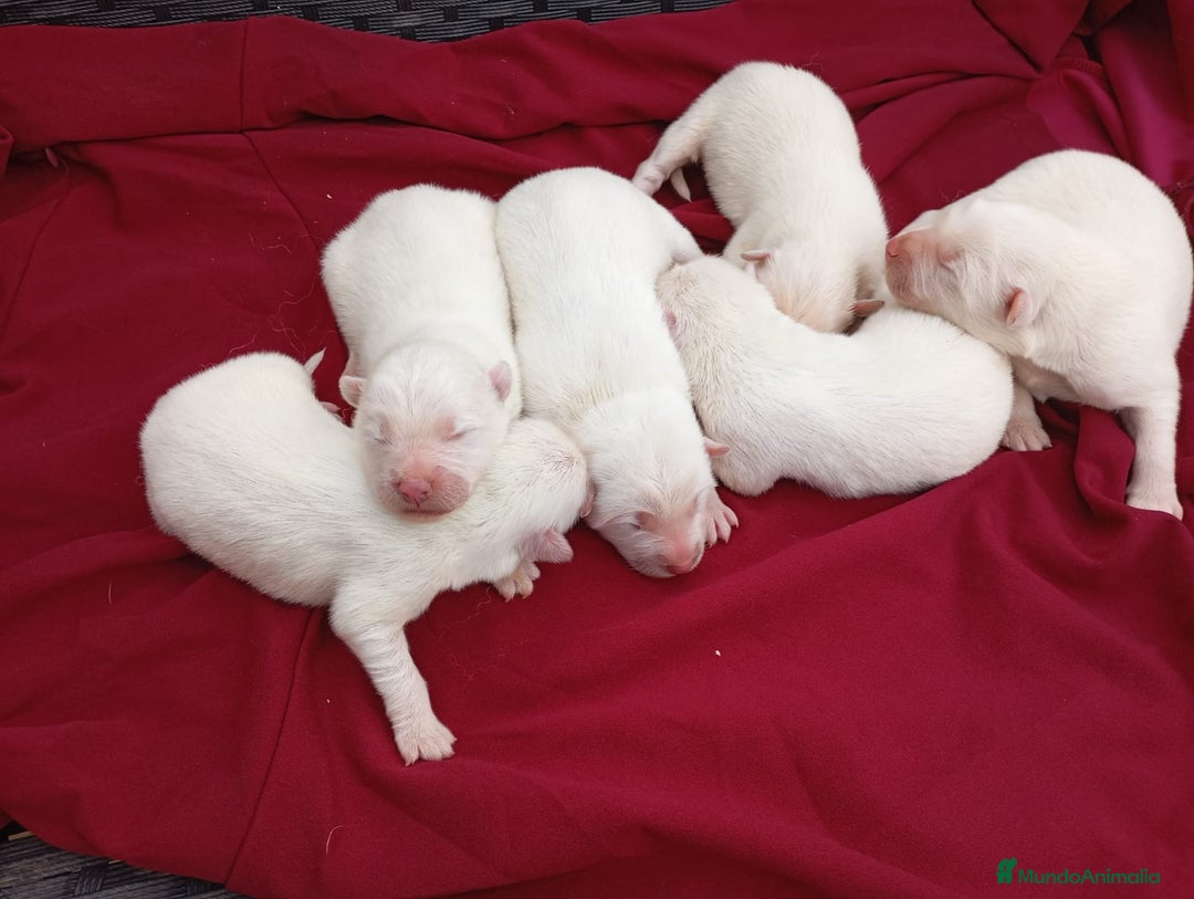 Samoyedo perros en venta: Samoyedos bebes para reservar muy guapos - Anuncio 1