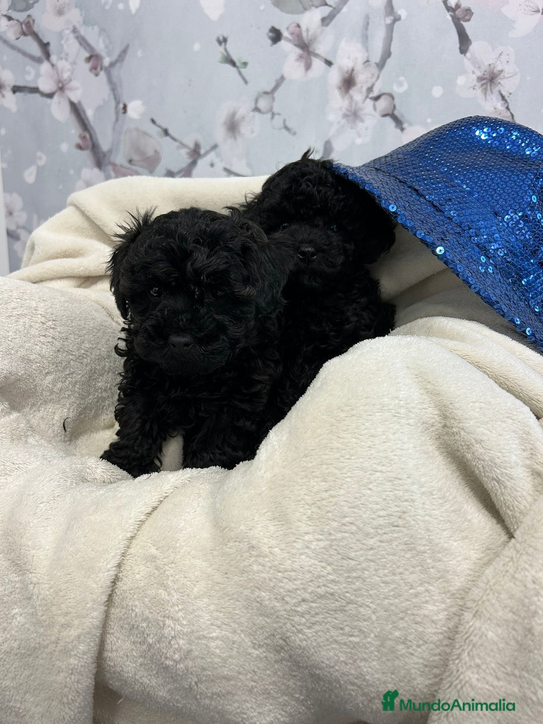 Caniche Toy perros en venta: Caniche toy negro macho - Anuncio 3