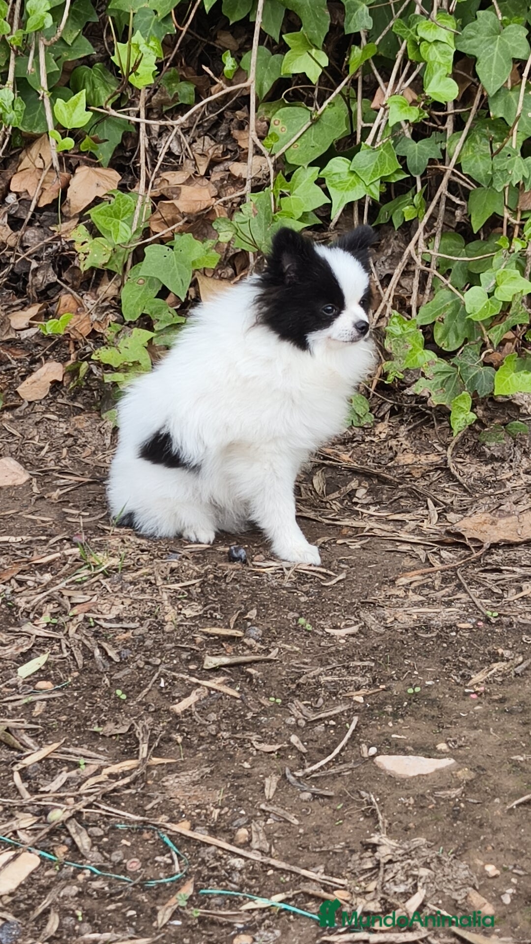 Pomerania perros en venta: Lulú Pomerania oportunidad! Macho - Imagen 1