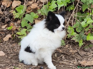 Pomerania perros - Anuncio 11