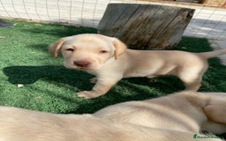 Labrador Retriever perros en venta: CAMADA LABRADORES - Imagen 2